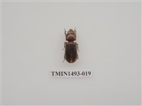 藏品(金龜科(三)及黑豔蟲科)的圖片